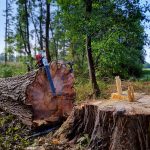 Gefällter Edelholzbaum