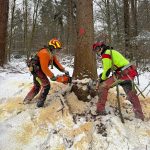 Baumfällung: Fällkerbe sägen