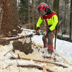 Baumfällung: hydraulischer Fällkeil