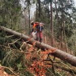 Baumfällung: Entästen